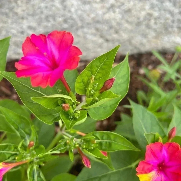 Four O'Clock Marvel of Peru Seeds - 50 seeds - Picture 5 of 11